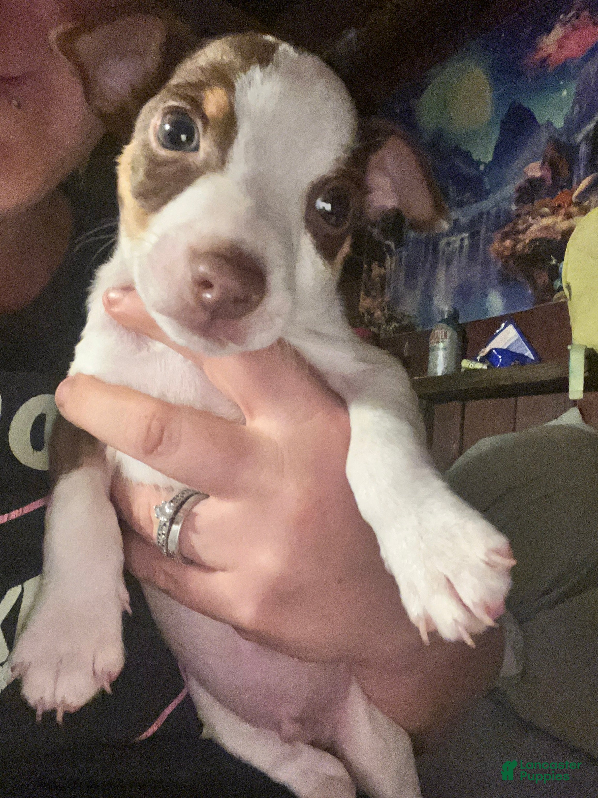 Chihuahua dogs Ace - Ad 30