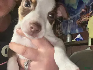 Chihuahua dogs Ace - Ad 30