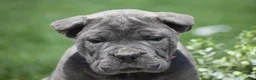 Cane Corso dogs for sale: Clara - Ad 4