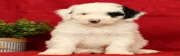 Mini Sheepadoodle dogs for sale: Buster - Ad 3
