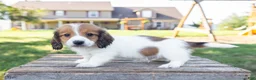 Miniature Dachshund dogs for sale: Hobbes - Ad 10