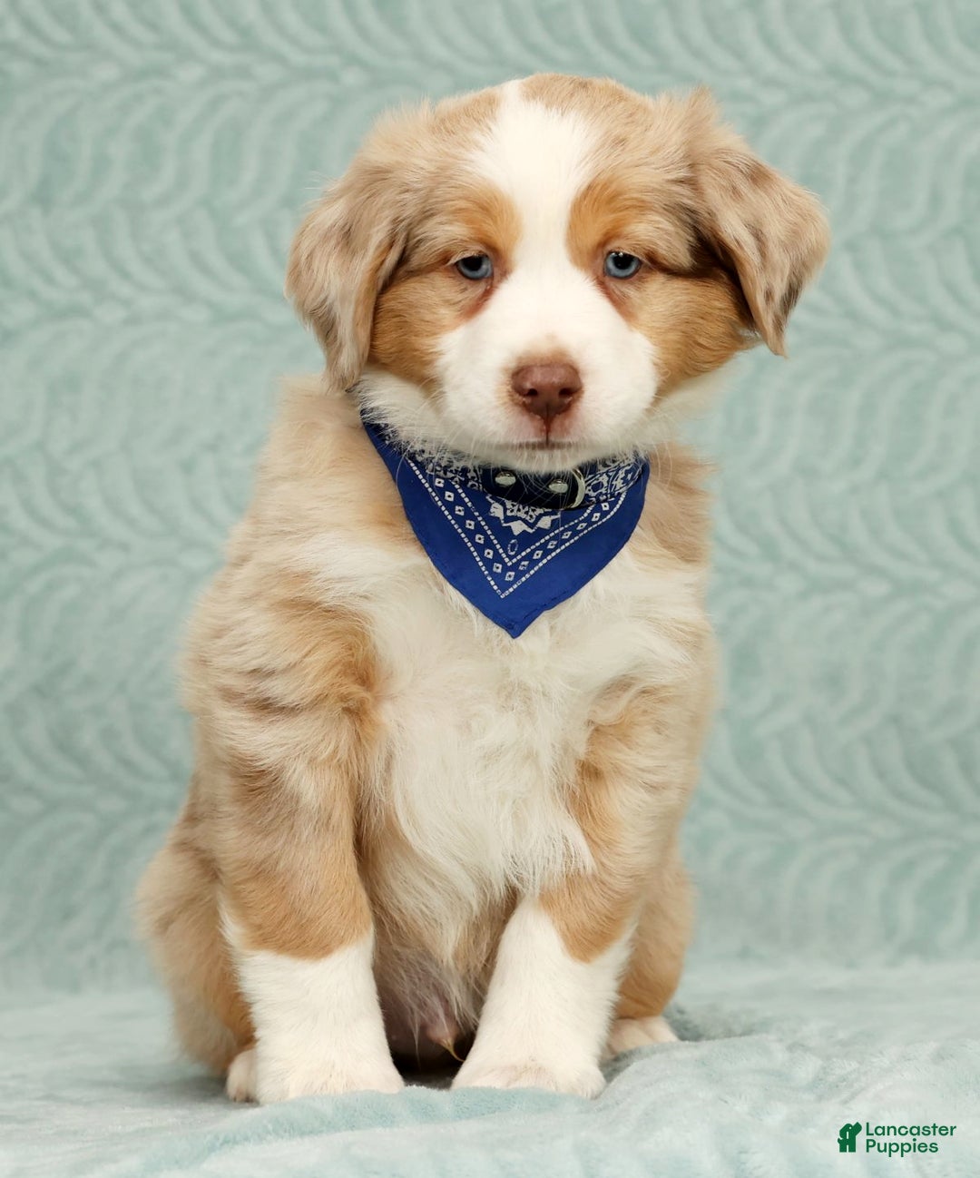 Australian Shepherd dogs for sale: Zack - Ad 8
