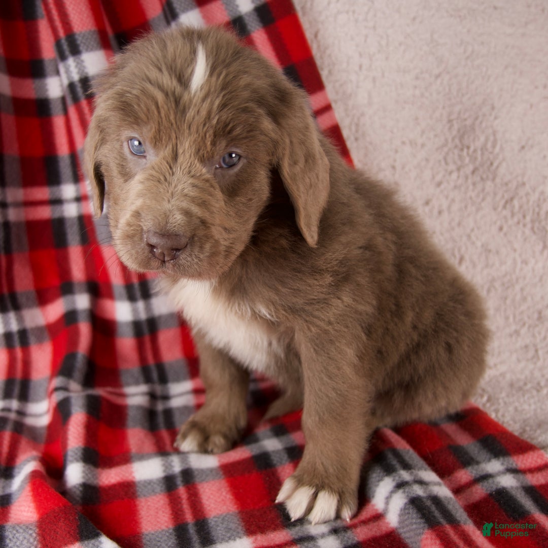 Newfoundland dogs for sale: Flora - Ad 5