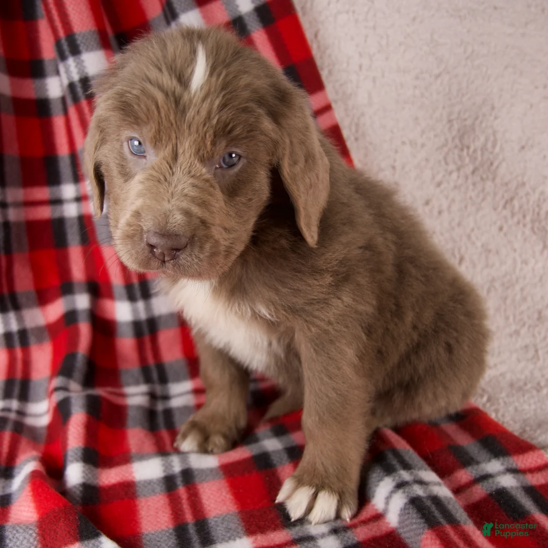 Newfoundland dogs for sale: Flora - Ad 5