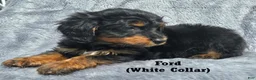 Mini Aussiedoodle dogs for sale: Ford - Ad 3