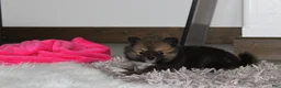 Pomeranian dogs for sale: Bailey  - Ad 7