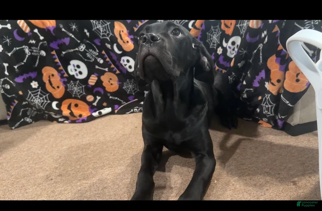 Cane Corso dogs for sale: Cane Corso piper  - Ad 2