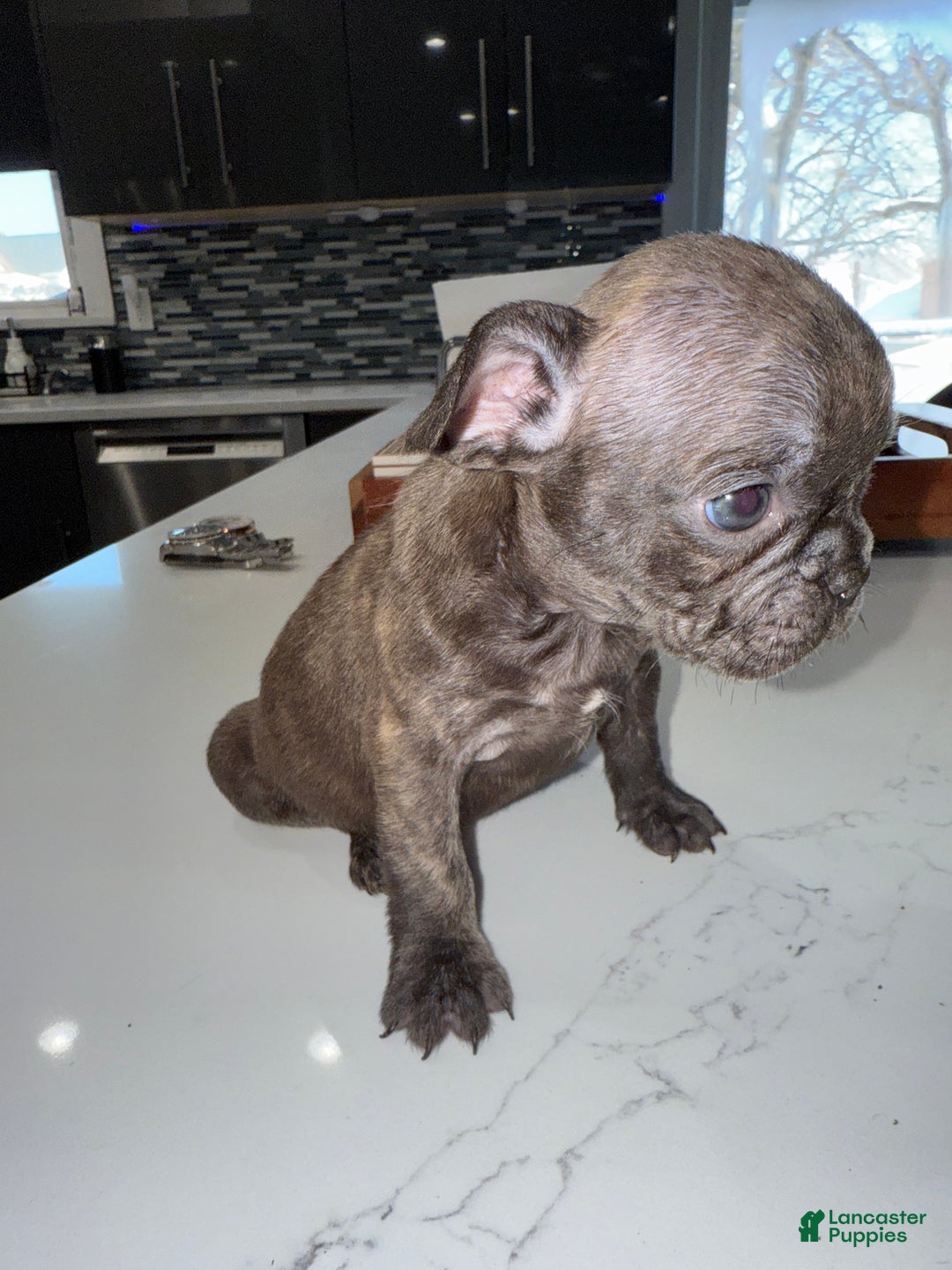 French Bulldog dogs for sale: French Bulldog Puppy 3 - Ad 2