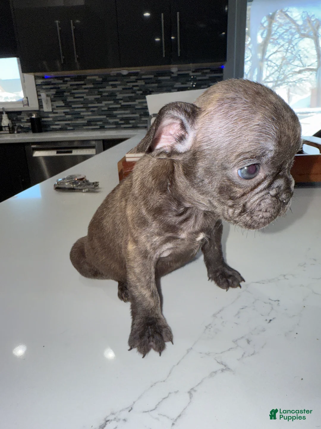 French Bulldog dogs for sale: French Bulldog Puppy 3 - Ad 2