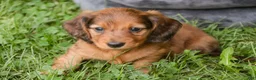 Miniature Dachshund dogs for sale: Asher Miniature Dachshund - Ad 4