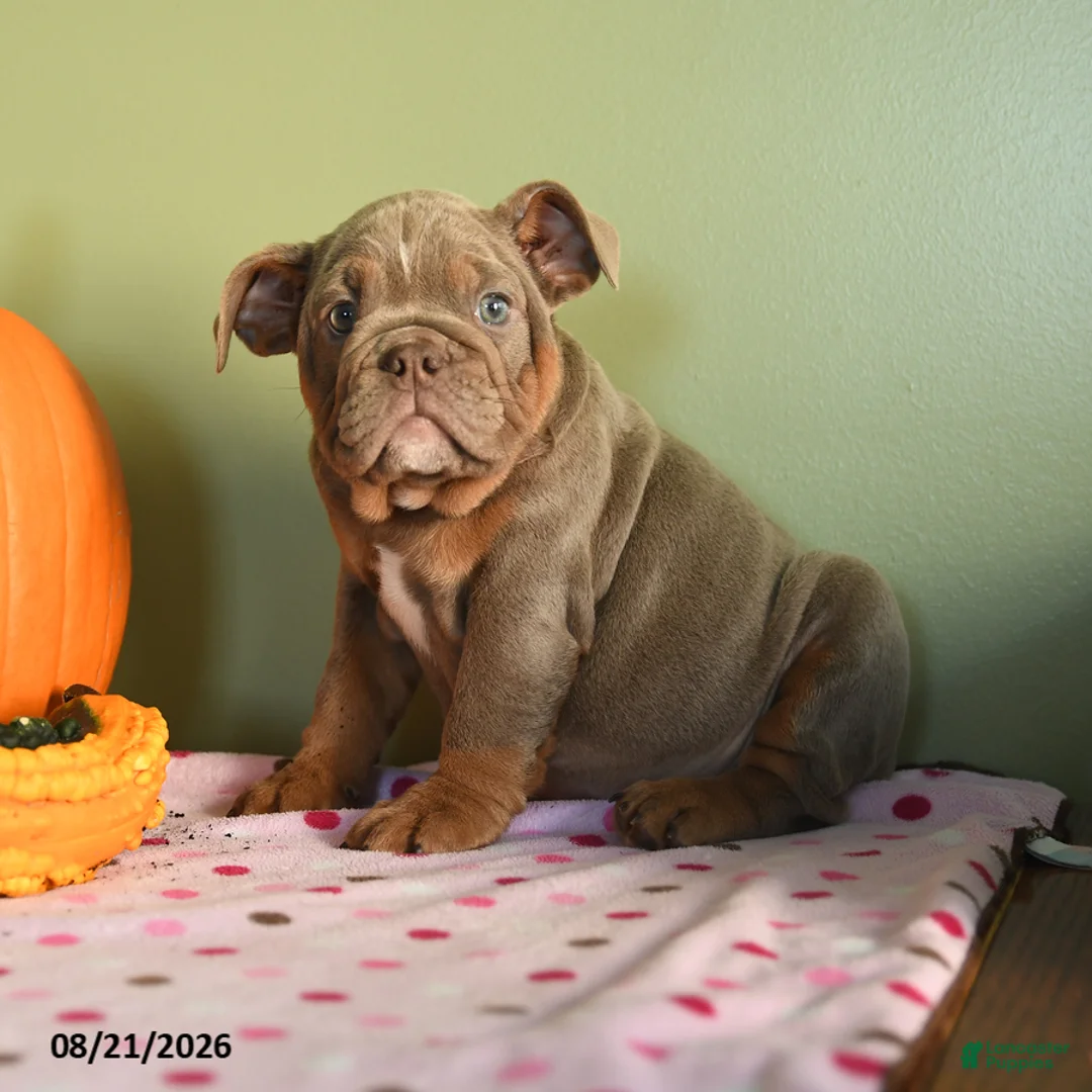 English Bulldog dogs for sale: Mandy - Ad 5