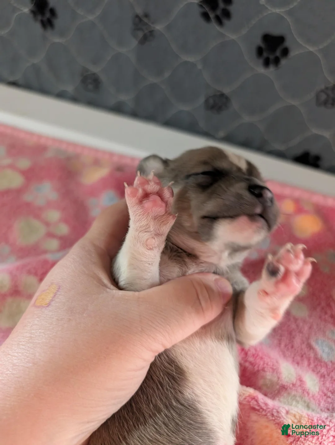 Chihuahua dogs for sale: Emma - Ad 2