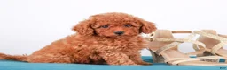 Toy Poodle dogs for sale: Percival - Ad 7