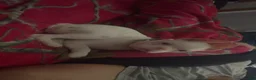 Mixed Breed dogs for sale: Mixed Breed 1 - Ad 4