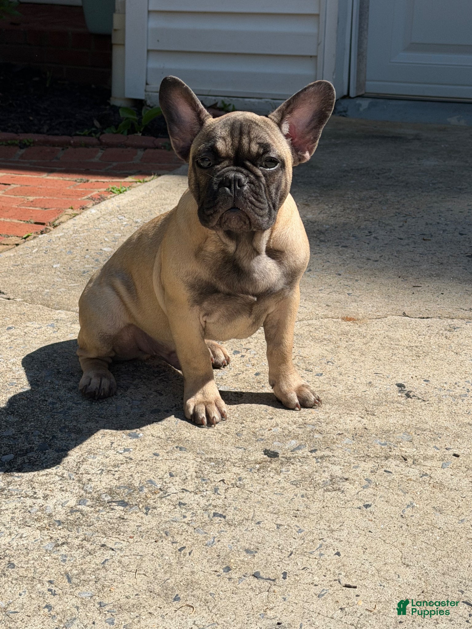 French Bulldog dogs French Bulldog Puppy 2 - Ad 32