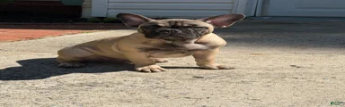 French Bulldog Puppy 2
