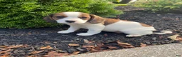 Mixed Breed dogs for sale: Jo - Ad 4