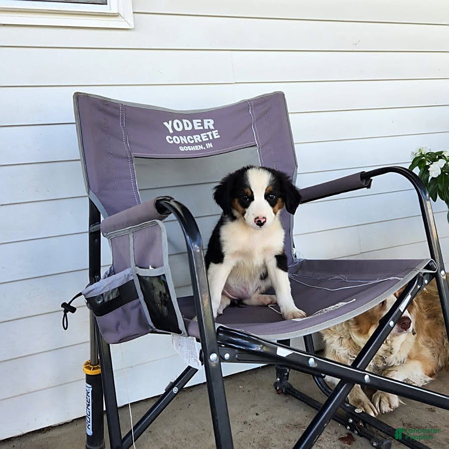 Miniature Australian Shepherd dogs Twinkle - Ad 1