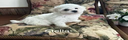 Bichon Frise dogs for sale: Bichon Frise Puppy 2 - Ad 1