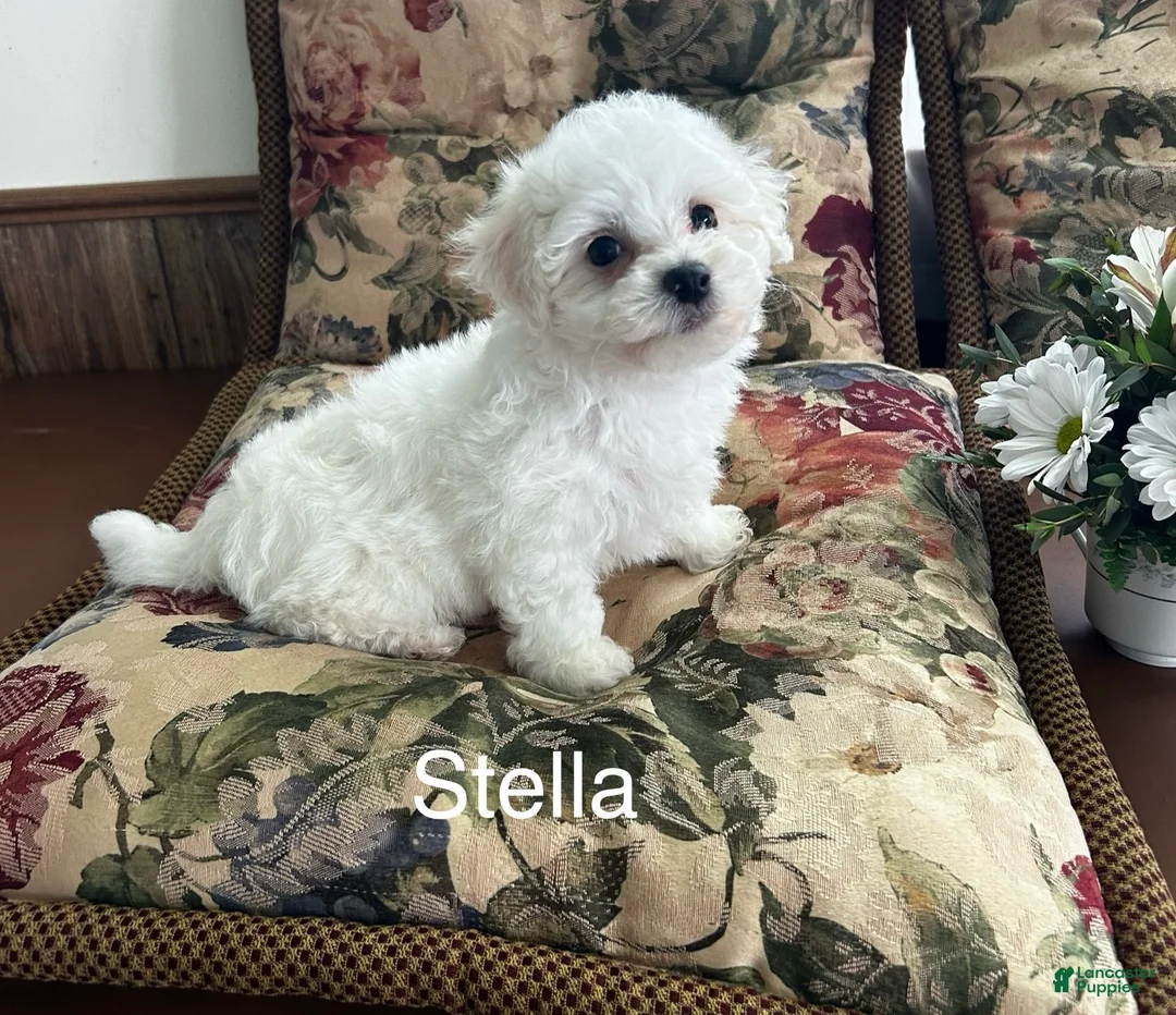 Bichon Frise dogs for sale: Bichon Frise Puppy 2 - Ad 1