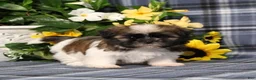 Shih Tzu dogs for sale: Taco - Ad 3