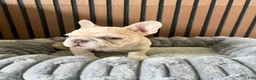 French Bulldog dogs for sale: French Bulldog 1 - Ad 3