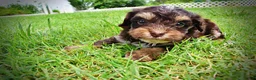 Havapoo dogs for sale: Vixen - Ad 6