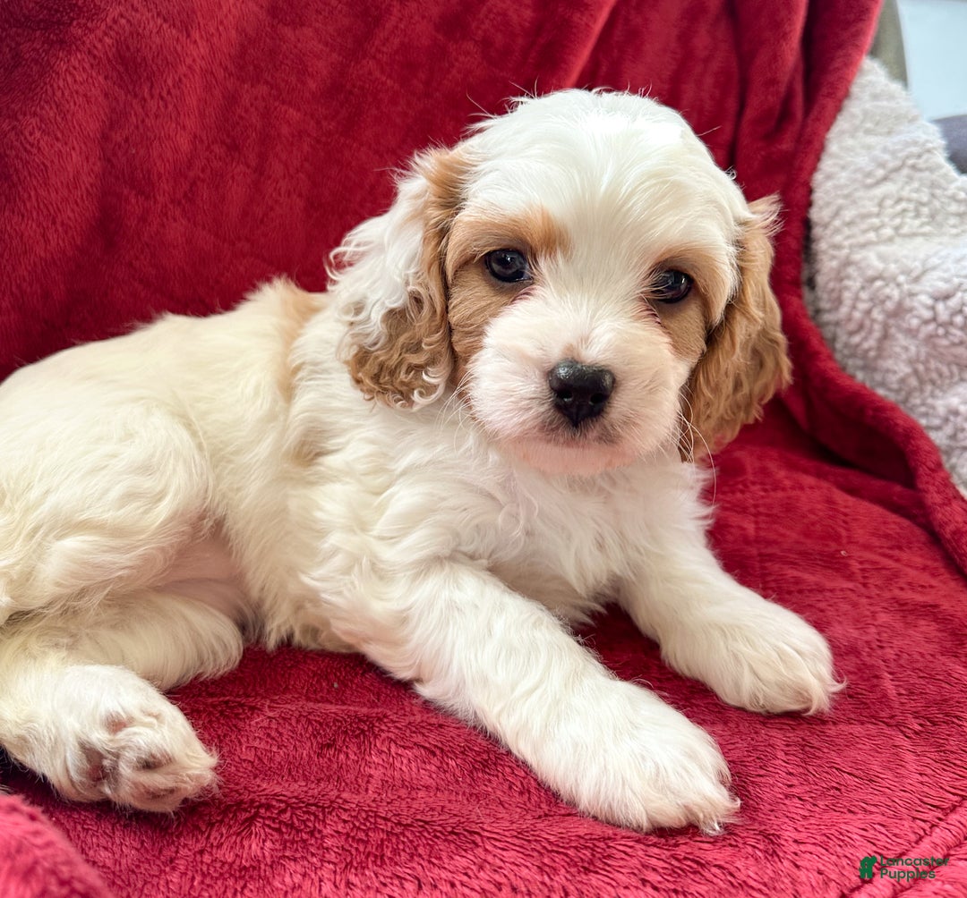 Cavapoo dogs for sale: Penelope - Ad 1