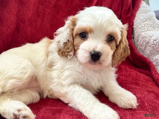 Cavapoo dogs Penelope - Ad 22