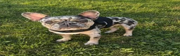 French Bulldog dogs for sale: Luna  - Ad 9