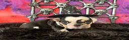 English Bulldog dogs for sale: Frida - Ad 6