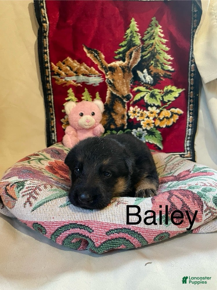 German Shepherd dogs Bailey - Ad 1