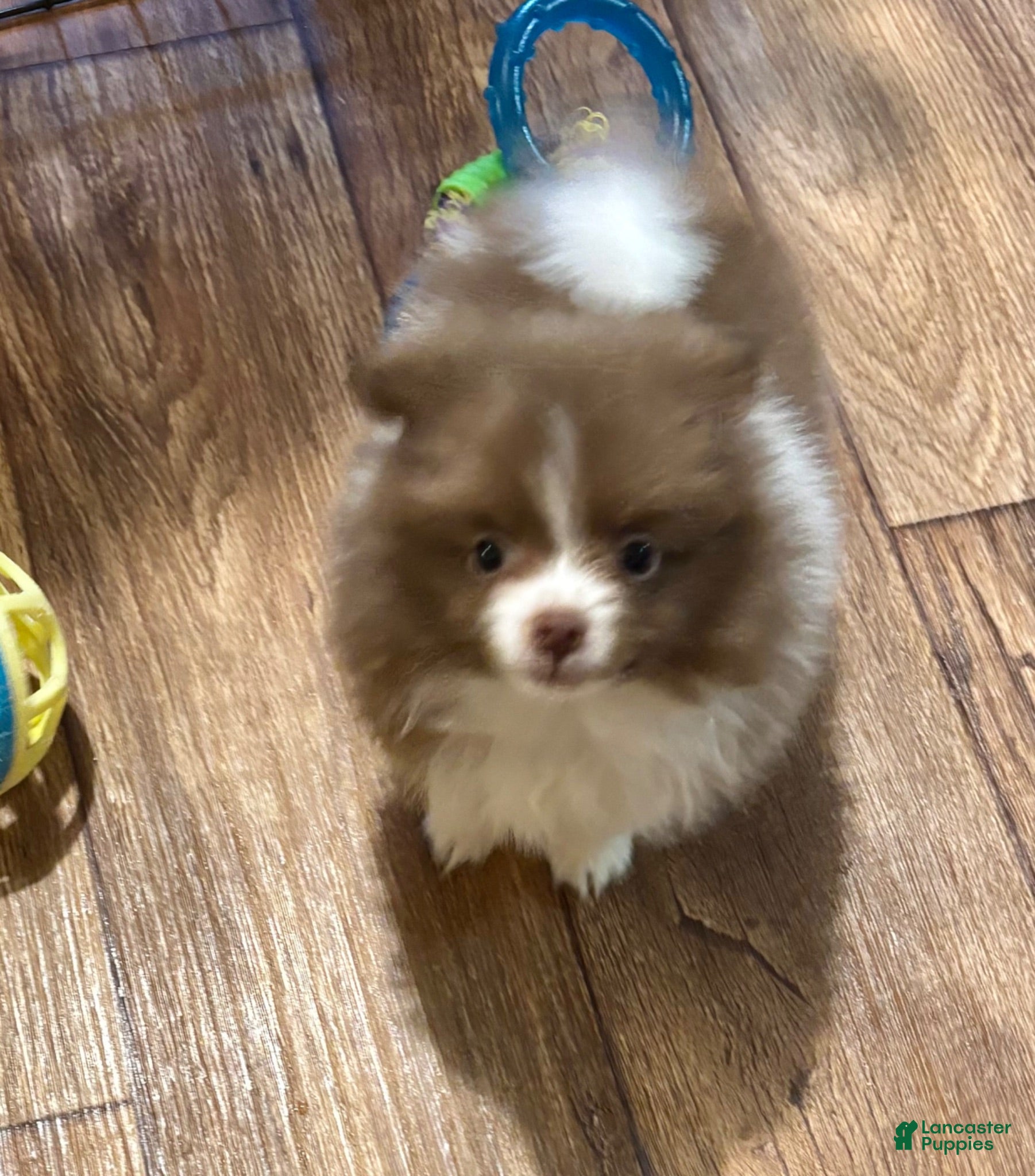 Pomeranian dogs Pomeranian 1 - Ad 4