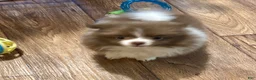 Pomeranian dogs for sale: Pomeranian 1 - Ad 1