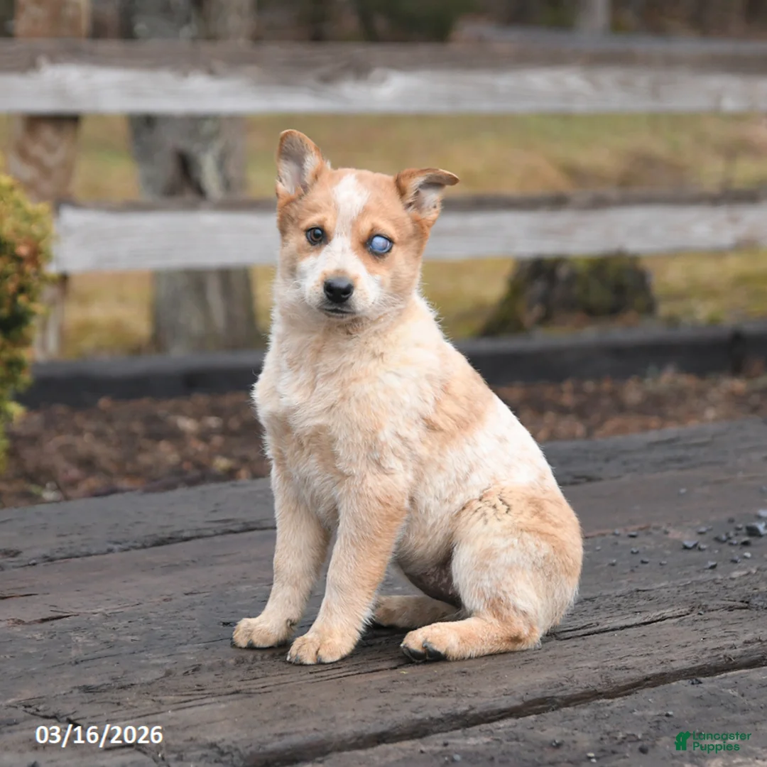 Mixed Breed dogs for sale: Diva - Ad 2