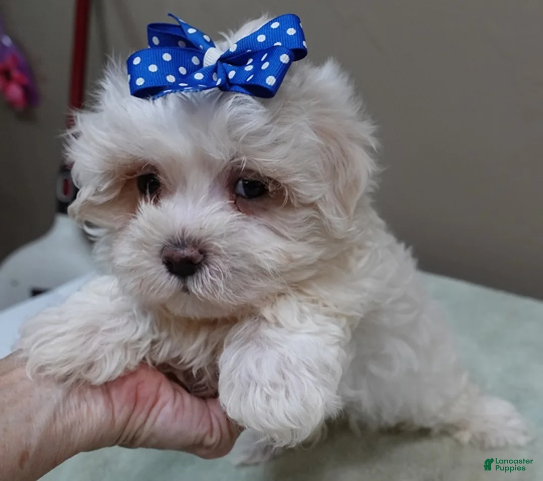 Maltese dogs for sale: Bogie - Ad 2