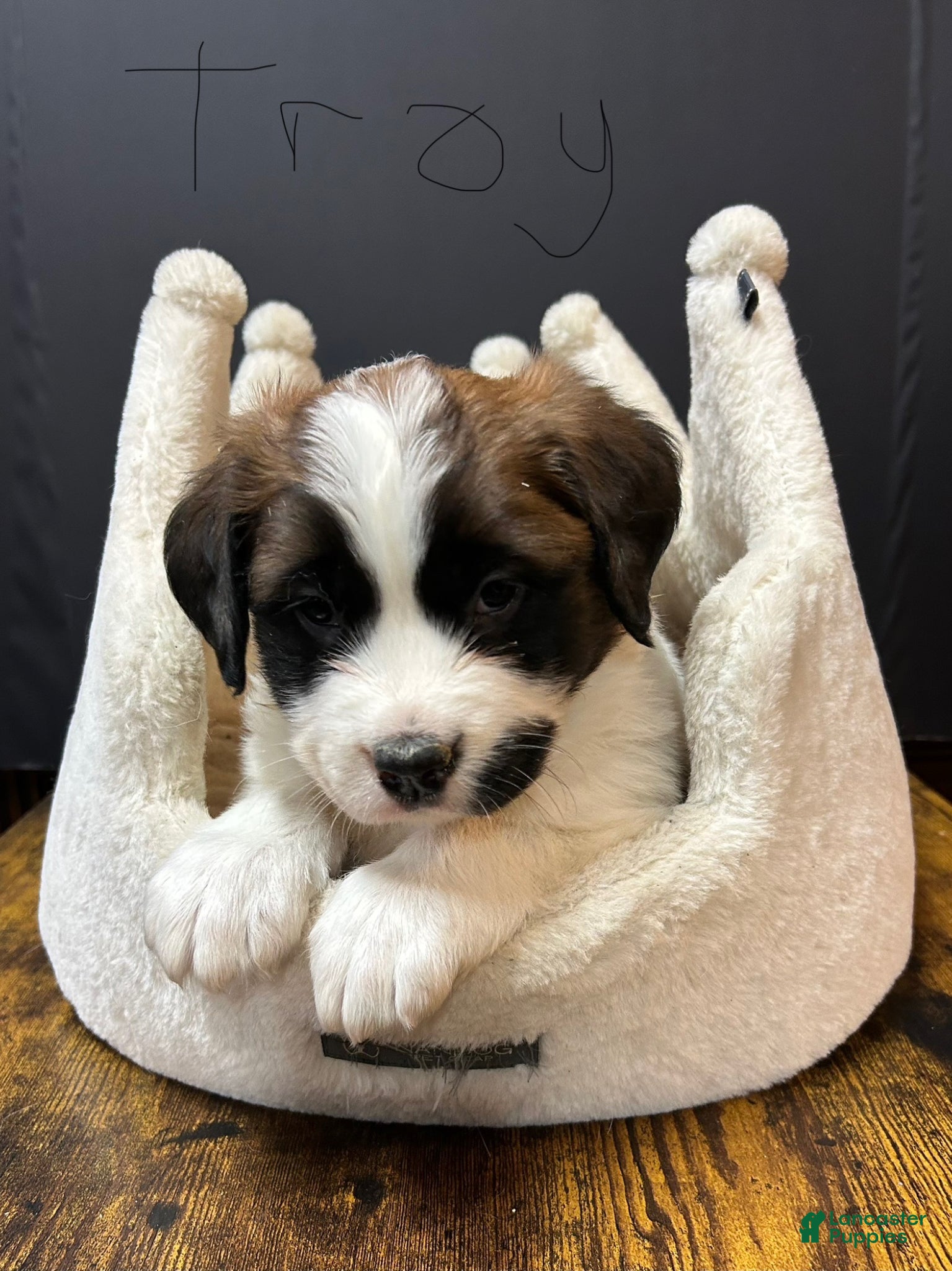 Saint Bernard dogs Saint Bernard Puppy 4 - Ad 1