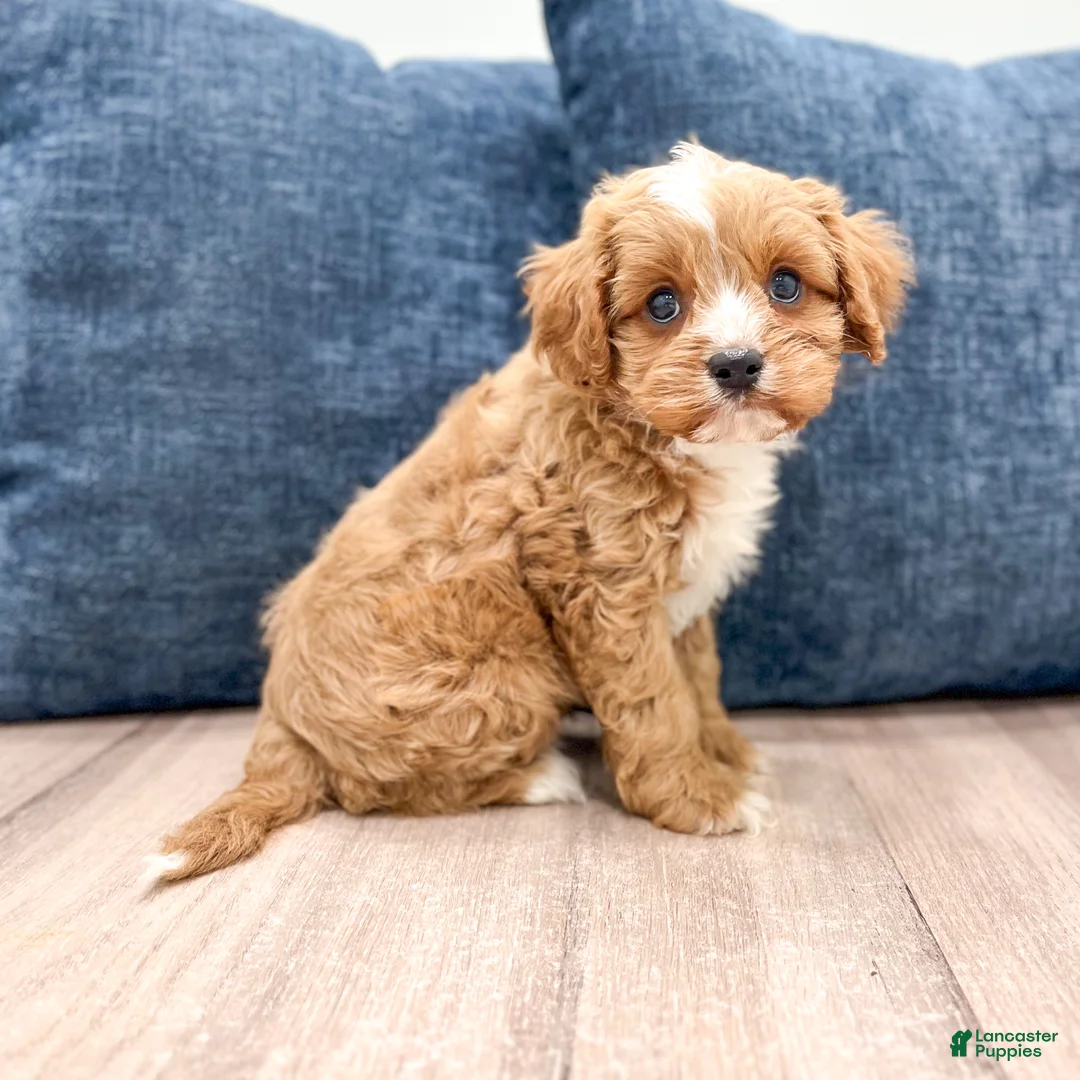 Cavapoo dogs for sale: Winston - Ad 2