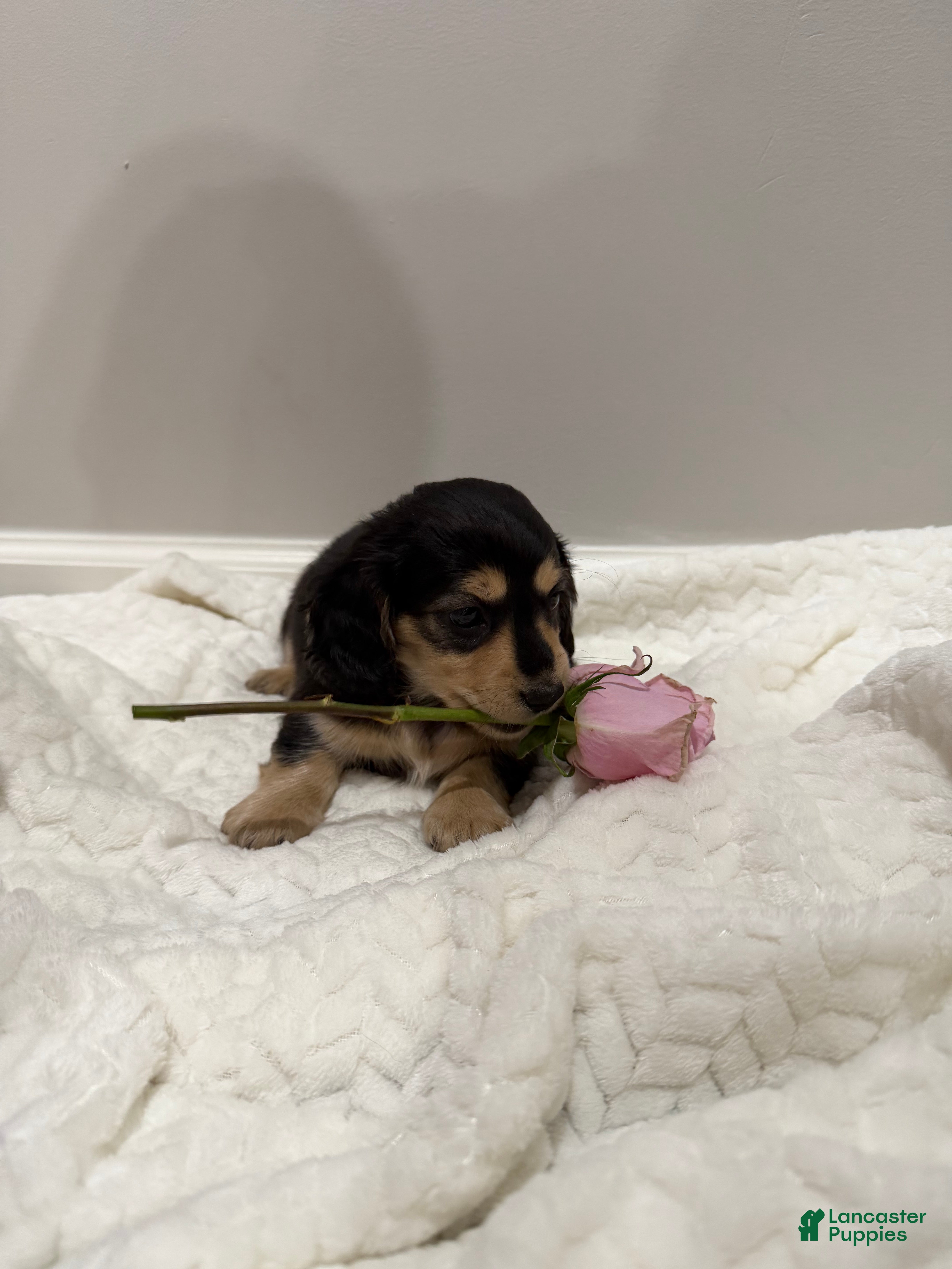 Miniature Dachshund dogs Daisy - Ad 2