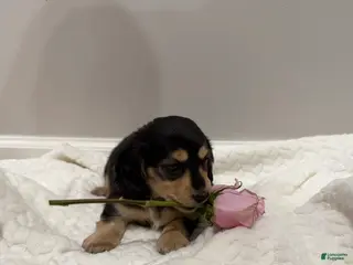 Miniature Dachshund dogs Daisy - Ad 2