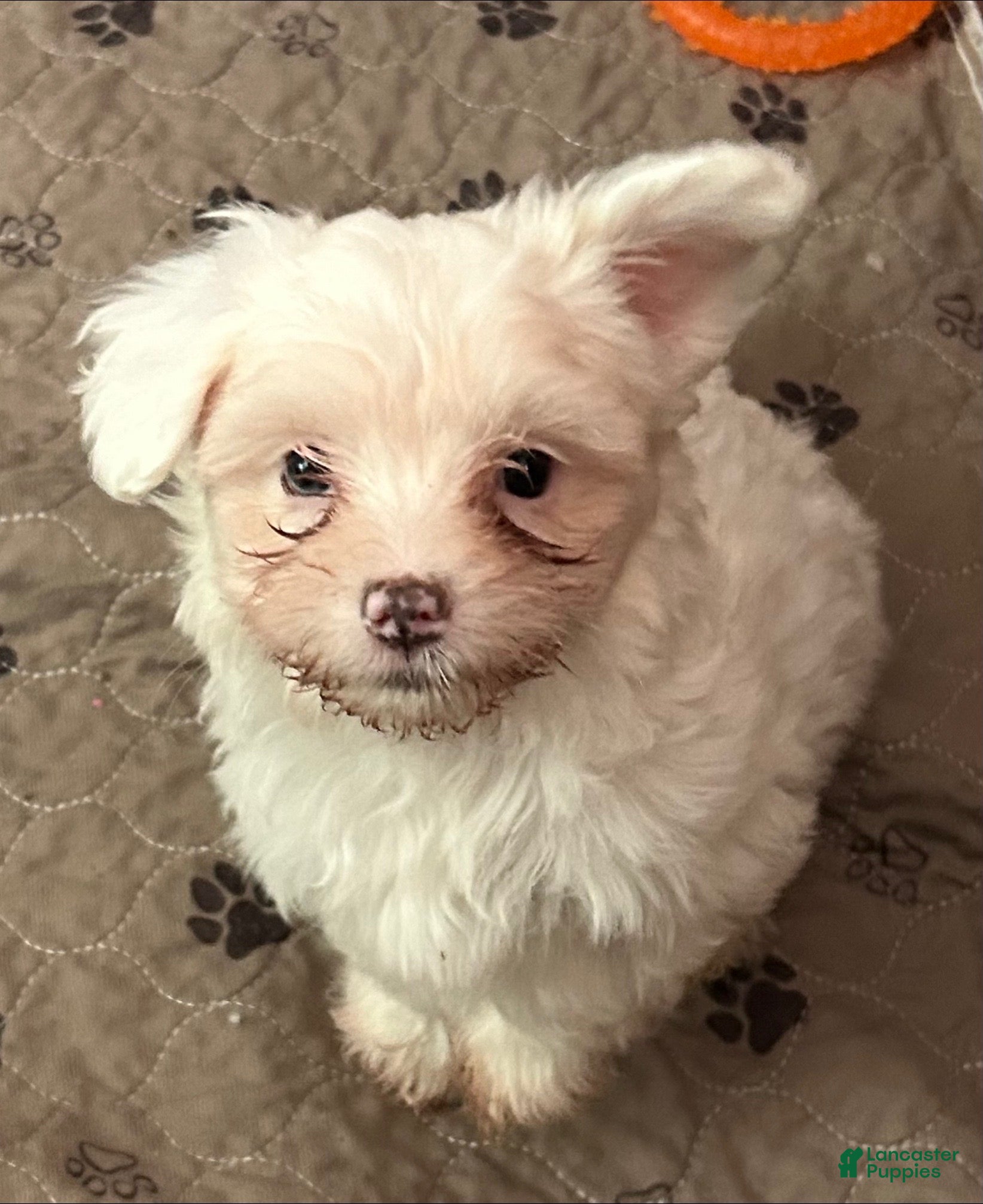 Maltipoo dogs Maltipoo Puppy 2 - Ad 23