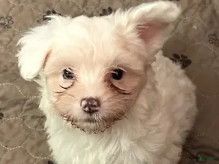 Maltipoo dogs Maltipoo Puppy 2 - Ad 23