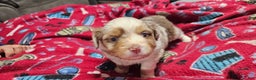 Miniature Australian Shepherd dogs for sale: Carrot  - Ad 1