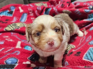 Miniature Australian Shepherd dogs Carrot - Ad 10