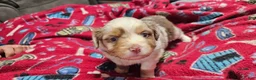 Miniature Australian Shepherd dogs for sale: Carrot  - Ad 1