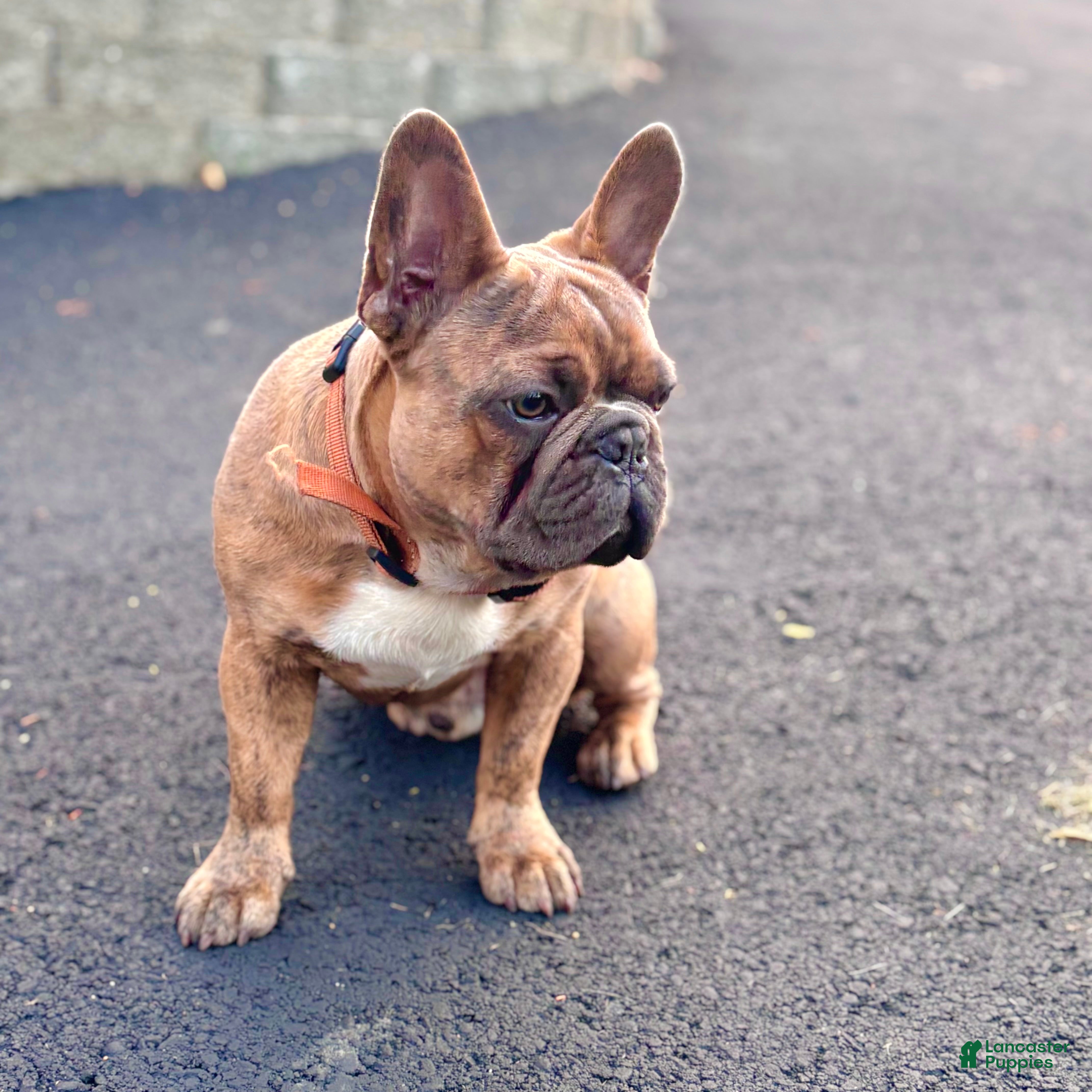 French Bulldog dogs Prince - Ad 12