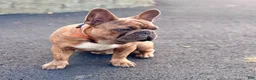 French Bulldog dogs for sale: Prince - Ad 1