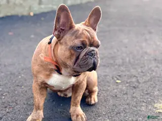 French Bulldog dogs Prince - Ad 12