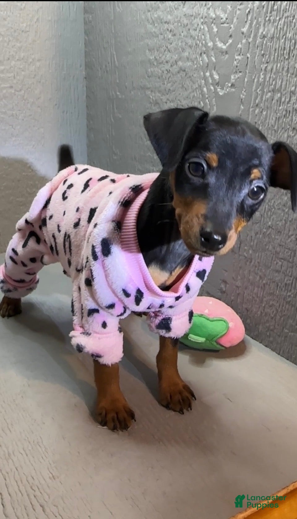 Miniature Pinscher dogs Shelby - Ad 2