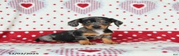 Miniature Dachshund dogs for sale: Winston - Ad 3